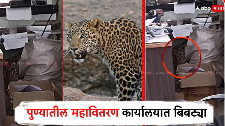 Leopard entered Mahavitaran distribution office in Pune; The rigging went up, the employees threw a bang Ai ti jump will kill the barka... Video : ऐ ती जंप मारील बरका... पुण्यातील महावितरण कार्यालात शिरला बिबट्या; उडाली धांदल, कर्मचाऱ्यांनी ठोकली धूम