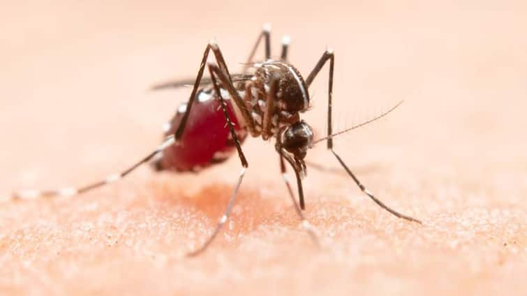 Does dengue affect not only the body but also the mind?