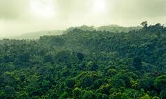 India Forest: ભારતમાં પાંચ ગાઢ જંગલ, જ્યાં રહે છે સૌથી ખતરનાક જાનવરો...