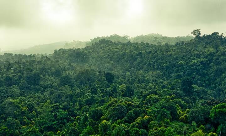India Forest GK: ભારતમાં કેટલાક એવા જંગલો છે જ્યાં જવું જોખમથી ભરેલું છે, હકીકતમાં આ જંગલોમાં ખૂબ જ ખતરનાક પ્રાણીઓ જોવા મળે છે. ચાલો આજે તમને એ જંગલો વિશે બતાવી રહ્યાં છીએ. ભારતના કેટલાક જંગલો ખતરનાક પ્રાણીઓનું ઘર છે. મોટા અને વિશાળથી લઈને નાના પરંતુ અત્યંત જોખમી પ્રાણીઓ પણ અહીં જોવા મળે છે. આજે અમે તમને તે જંગલો વિશે બતાવી રહ્યાં છીએ.