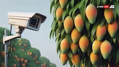 यूपी के इस शहर में CCTV से होती है आम की रखवाली, 3.50 लाख रुपये है कीमत