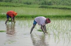 આ દિવસે જમા થઇ શકે છે પીએમ કિસાન યોજનાનો આગામી હપ્તો, આ કામ નહી કરો તો અટકી જશે પૈસા