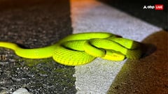 असम के सीएम को मिल गया 'हैरी पॉटर वाला सांप', खुद ही तस्वीरें शेयर कर दुनिया को बताया