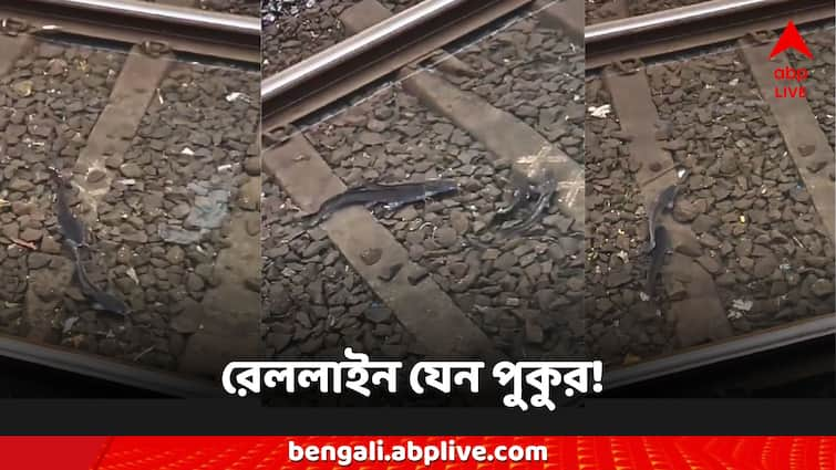 Viral Video Fish on the railway Tracks Mumbai waterlogged Local Train Station Viral Video: রেললাইন যেন পুকুর, জমা জলে খেলে বেড়াচ্ছে মাছেরা! ভাইরাল সেই ভিডিও