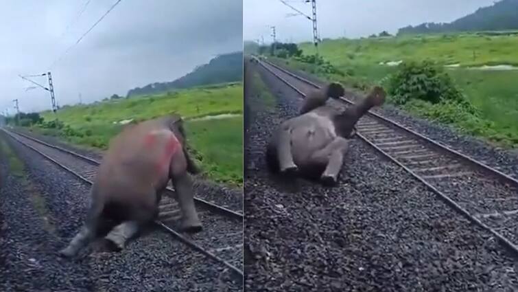 Elephant Suffers Painful Death on Railway Track As it Hit by Train Viral Video: ట్రైన్‌ ఢీకొని ఏనుగుకి తీవ్ర గాయాలు, ట్రాక్‌పైనే విలవిలలాడి మృతి - గుండెని మెలిపెడుతున్న వీడియో