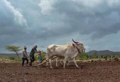 આ દિવસે જમા થઇ શકે છે પીએમ કિસાન યોજનાનો આગામી હપ્તો, આ કામ નહી કરો તો અટકી જશે પૈસા