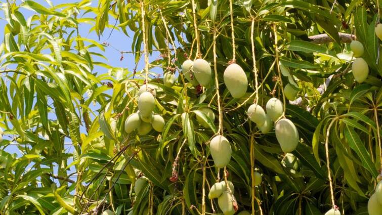 national-mango-day-where-was-the-first-mango-grown-how-desi-mango-get-foreign-name-know-the-story National Mango Day: સૌથી પહેલા ક્યાં ઉગાડવામાં આવી હતી કેરી,દેશી કેરીને કેવી રીતે મળ્યું વિદેશી નામ?