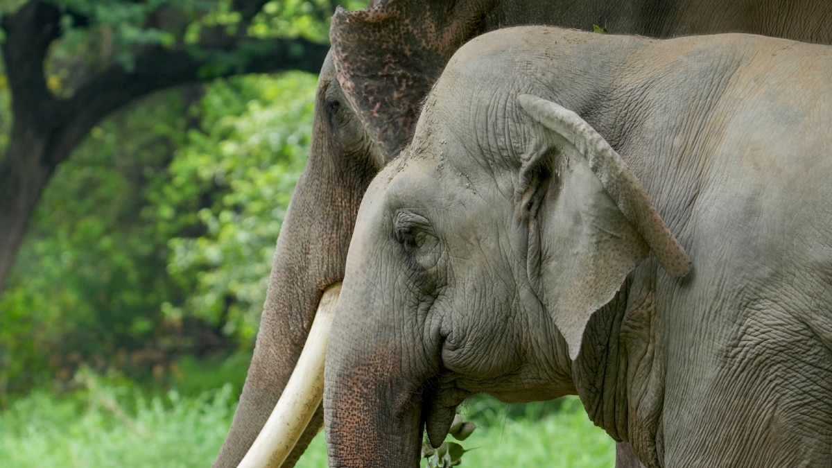 Delhi Zoo: दिल्ली चिड़ियाघर में बीमार हुआ ‘शंकर’ हाथी, 1998 में इस देश से मिला था गिफ्ट 