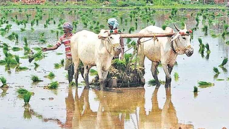 Telangana Govt will finalise the guidelines for farmers crop loan waiver scheme Release in Two days Telangana News: రాజకీయ నేతలు, ఐటీ కట్టే వాళ్లకు రుణమాఫీ లేనట్లే- వాళ్ల విషయంలో మాత్రం కాస్త కనికరం- మార్గదర్శకాలు ఎప్పుడంటే?