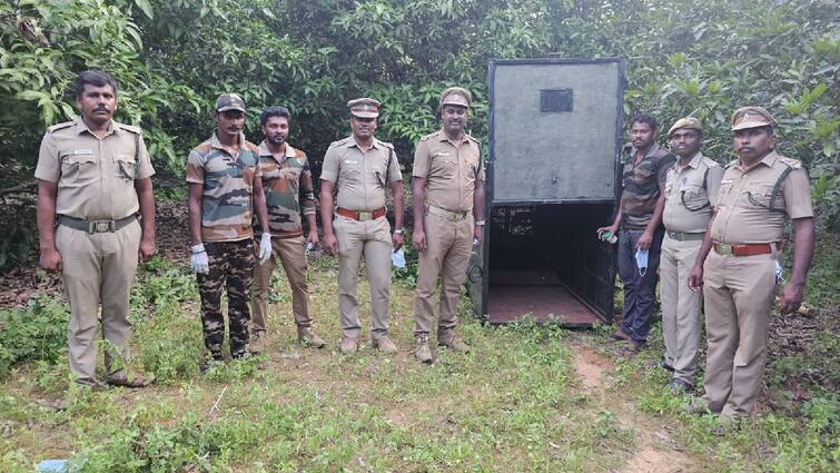 Salem Leopard Three leopards walk in Salem  Forest department confirmed - TNN Salem Leopard: சேலத்தில் 3 சிறுத்தைகள் நடமாட்டமா? உறுதி செய்த வனத்துறை - அச்சத்தில் பொதுமக்கள்