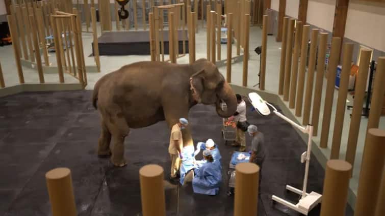 Reliance Group has a private zoo through which rules Anant Ambani opened it अनंत अंबानी के पास है प्राइवेट चिड़ियाघर, जानें क्या हैं इसे लेकर नियम