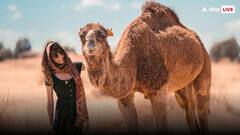 गाय-भैंस बकरी को छोड़ो, पियो ऊंटनी का दूध, ये दिक्कतें हो जाएंगी छूमंतर