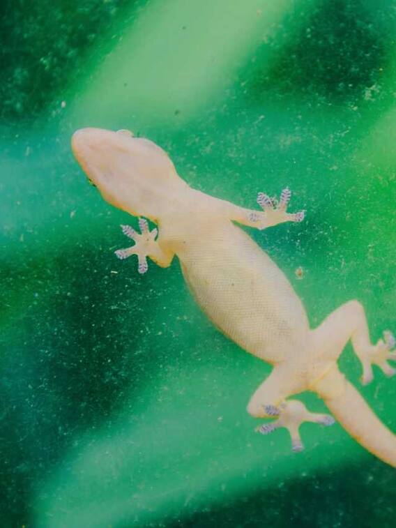 खाने में छिपकली गिरने से क्या वह जहरीला हो जाता है?