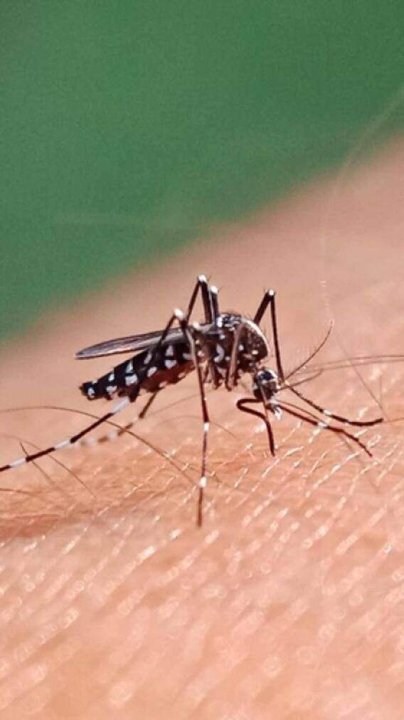 ਮੱਛਰ ਕਿਵੇਂ ਤੇ ਕਿਉਂ ਪੀਂਦੇ ਸਾਡੇ ਸਰੀਰ ਦਾ ਖ਼ੂਨ, ਜਾਣੋ ਪੂਰੀ ਪ੍ਰਕਿਰਿਆ