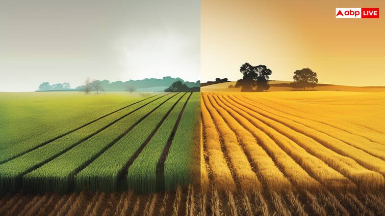 Climate change affect crop yield know what do experts says ​जलवायु परिवर्तन का खेतों पर पड़ रहा​ गंभीर असर, ​जानें क्या कहते हैं कृषि एक्सपर्ट