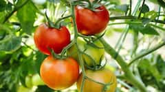 Tomato Farming:ટામેટાંની ખેતી કરતા પહેલા આ કામ કરશો તો તમને વધુ નફો મળશે, જાણો શું કામ છે
