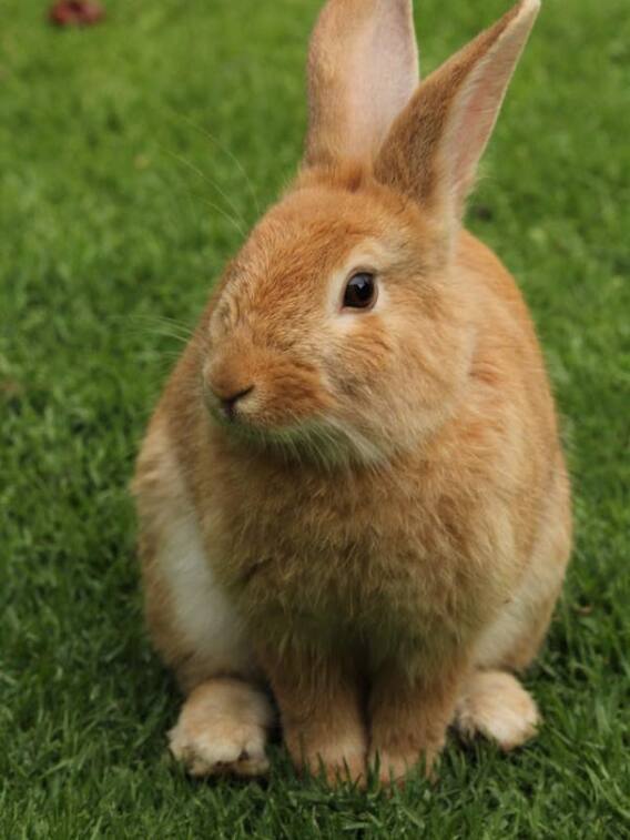 कौन से जानवर करते हैं हंसी मजाक?