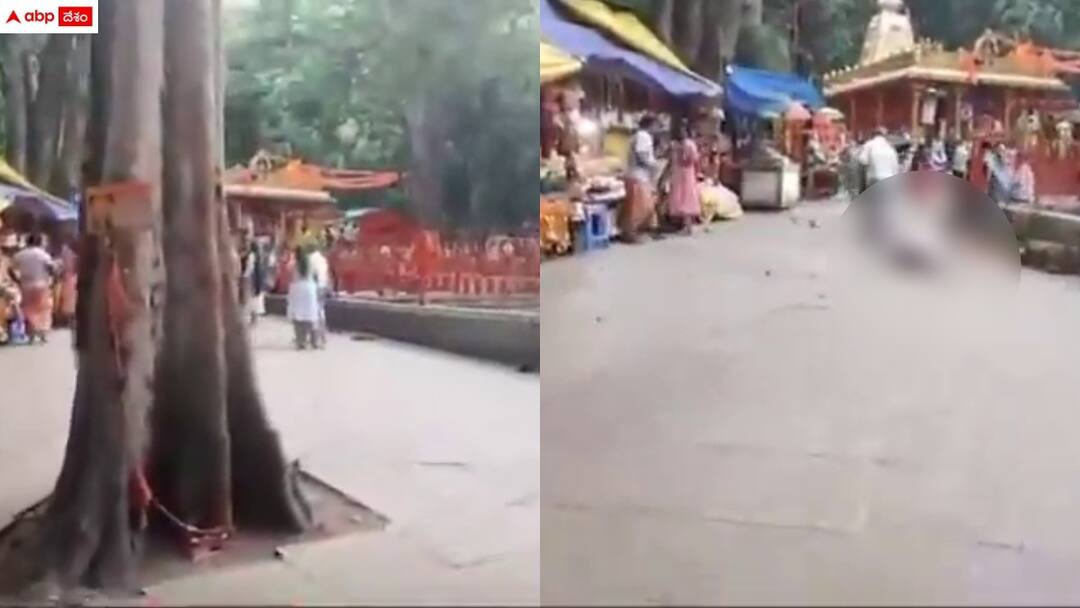 young woman injured in tirumala due to broken tree latest updates Tiruamala News: తిరుమల కొండపై విరిగిపడ్డ చెట్టుకొమ్మ - యువతికి తీవ్ర గాయాలు