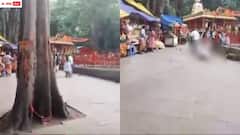 తిరుమల కొండపై విరిగిపడ్డ చెట్టుకొమ్మ - యువతికి తీవ్ర గాయాలు