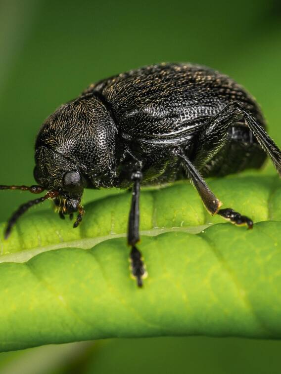 ये है दुनिया का सबसे महंगा कीड़ा