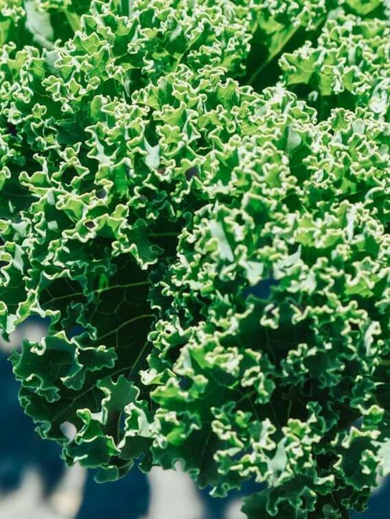 बारिश में पत्तेदार सब्जियां क्यों नहीं खानी चाहिए