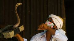 snakes Attacks: क्या सांप किसी इंसान को देख या पहचान सकते हैं?