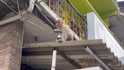 monkey hatched an egg kept for school students பள்ளி மாணவர்களின் சத்துணவு முட்டைக்கு ஆபத்து! வேட்டையாடும் வன குரங்குகள்