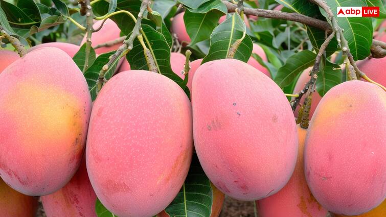 Miyazaki Mango Which Country Produces More Know किस देश में सबसे ज्यादा उगाया जाता है लाखों रुपये कीमत वाला आम