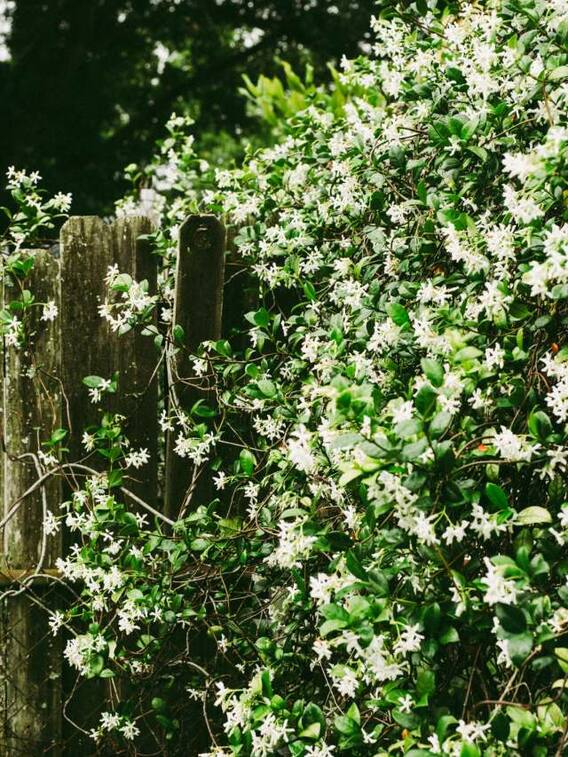 ये फूल दिन में नहीं रात में ज्यादा महकते हैं