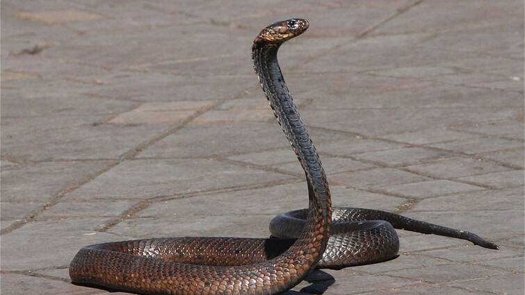 Doctors Confused As UP Man Gets Bitten By Snake Every Saturday Viral News: ప్రతి శనివారం ఒకే వ్యక్తిని కాటు వేస్తున్న పాము, 40 రోజుల్లో ఏడు సార్లు - తలలు పట్టుకుంటున్న వైద్యులు