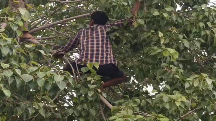 Tiruppathur news north indian person attempted suicide by climbing tree - TNN தற்கொலை செய்து கொள்வதாக அலப்பறை செய்த வட மாநிலத்தவர் - மரத்திலிருந்து கீழே குதித்து படுகாயம்