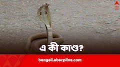 ৪০ দিনে সাতবার সাপের ছোবল, বেছে বেছে শনিবারই! চিকিৎসা করাতে গিয়ে সর্বস্বান্ত যুবক