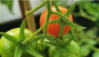 मिश्र शेतीचा चमत्कार! वर्षाला शेतकरी कमवतोय 15 लाख रुपये, नेमकं कसं केलं नियोजन? 