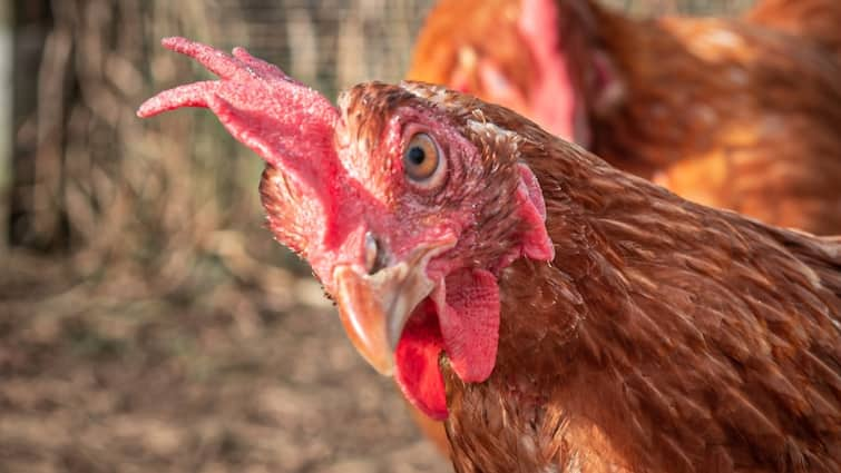 Andhra Pradesh: Dancer Bites Head Of Hen During Dance Performance, FIR Lodged Andhra Pradesh: Dancer Bites Head Of Hen During Dance Performance, FIR Lodged