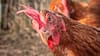 Andhra Pradesh: Dancer Bites Head Of Hen During Dance Performance, FIR Lodged