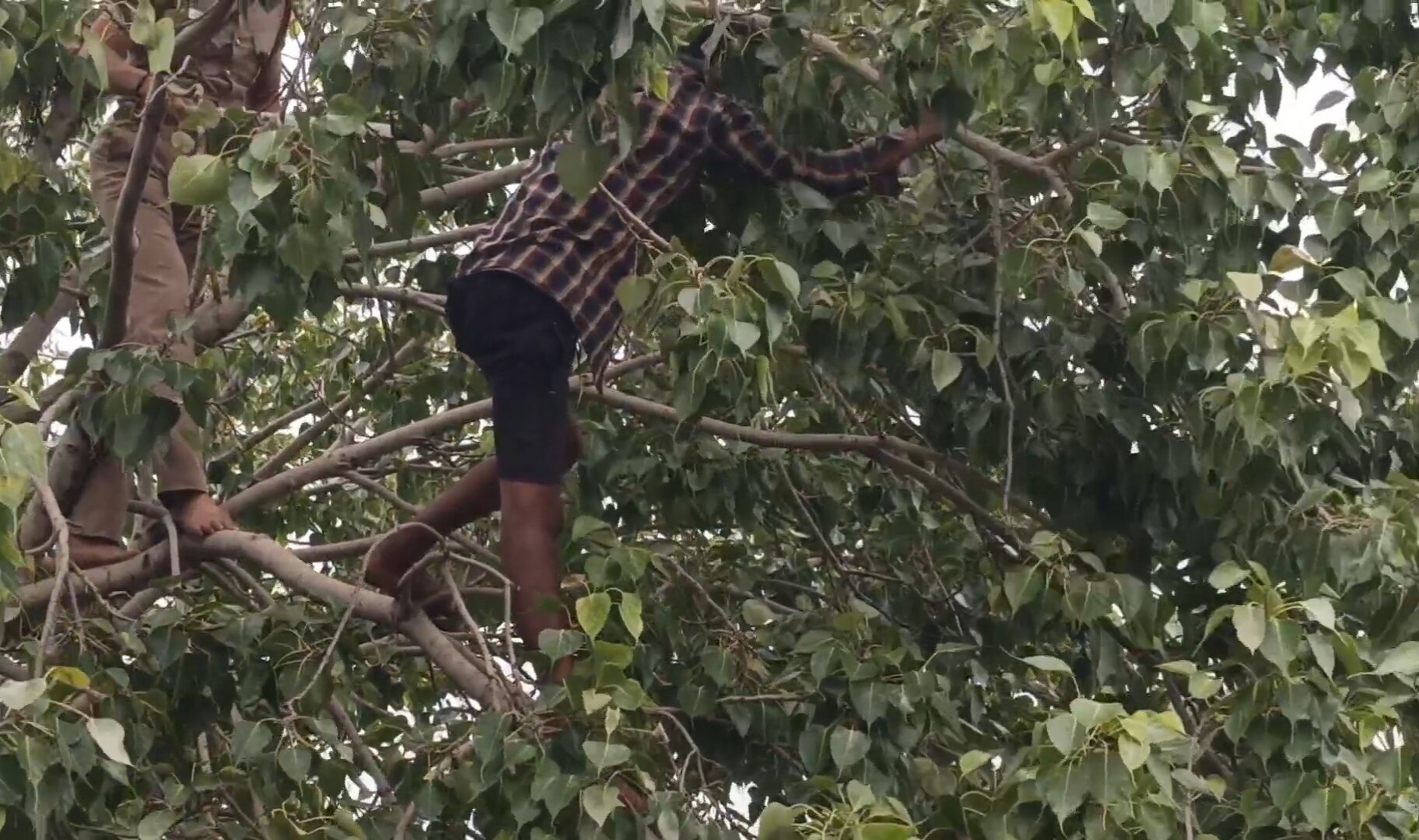 தற்கொலை செய்து கொள்வதாக அலப்பறை செய்த வட மாநிலத்தவர் - மரத்திலிருந்து கீழே குதித்து படுகாயம்