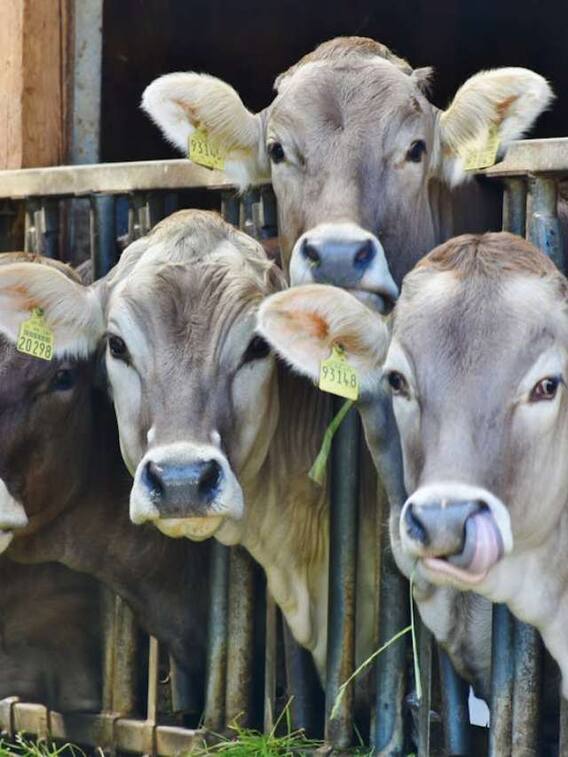 इस नस्ल की गाय देती है सबसे ज्यादा दूध