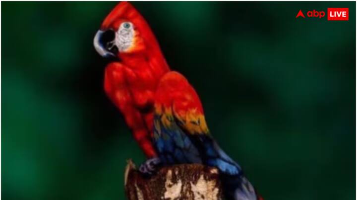 सोशल मीडिया (Social Media) पर आए दिन ऑप्टिकल इल्यूजन की तस्वीरें वायरल (Optical Illusion Viral Pictures) होती रहती हैं. ऐसी तस्वीरों को देखने के बाद अच्छे अच्छों का सिर चकराने लगता है. चलिए अब आपको एक और ऐसी ही तस्वीर दिखाते हैं.