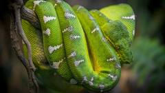 snakes Attacks: क्या सांप किसी इंसान को देख या पहचान सकते हैं?