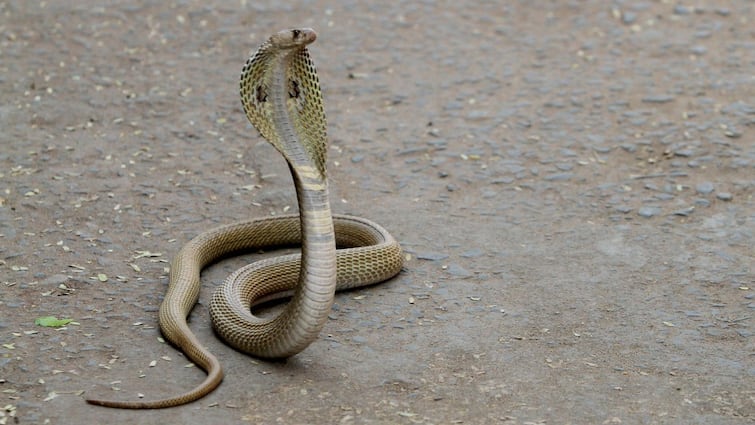 Uttar Pradesh Man Gets Bitten By Snake Fatehpur Chief Medical Officer Rajiv Nayan Giri Vikas Dubey ‘Snake Tells Me That It’ll Bite Me Nine Times’: UP Man Claims Snake Bites Him Every Saturday, Doctors Baffled