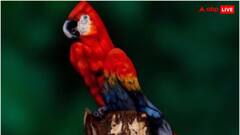 Optical illusion: दी गई तस्वीर में छिपी है रहस्यमयी महिला, क्या आप खोज पाएंगे? 10 सेकंड में देना होगा जवाब