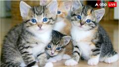 अपनी बिल्ली को घर को पर आप कितनी देर अकेला छोड़ सकते हैं? ये है जवाब