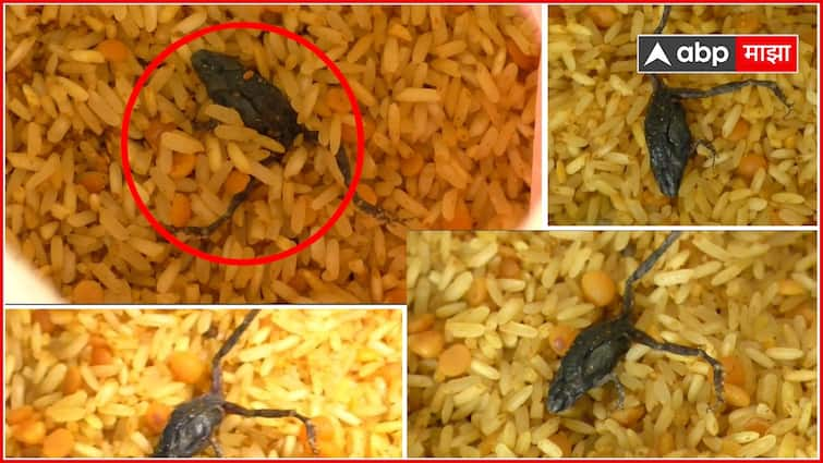 dead frog found in the khichdi  Anganwadi pandharpur Maharashtra Marathi News अंगणवाडीतील खिचडीत आढळला मेलेला बेडूक, पोषण आहार विद्यार्थ्यांच्या जीवावर उठलाय का? पालक संतप्त