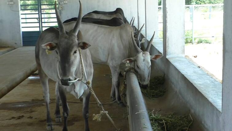 There is no benefit in drinking milk from crossbred cows பால் மட்டுமே பிரதானம்.. பயன் ஏதும் இல்லை.. கலப்பின மாடுகளுக்கே டிமாண்ட்.. விளைவென்ன?