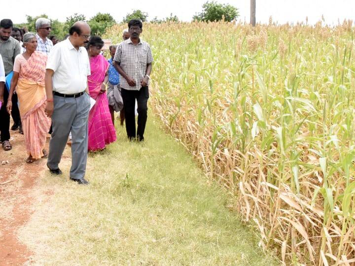 karur district collecter inspected the places where Karur agriculture is being done - TNN கரூரில் நுண்ணீர் பாசனத் திட்டம் ரூ.16.18 கோடி மதிப்பீட்டில் செயல்படுத்தப்பட்டுள்ளது - ஆட்சியர் தகவல்