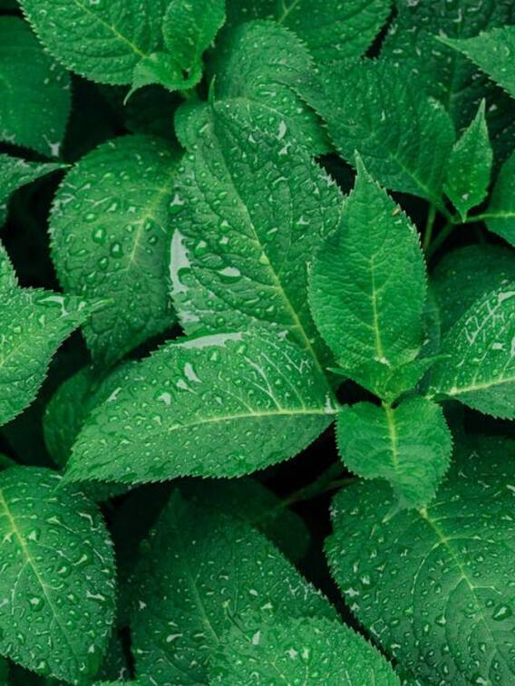 क्या आयुर्वेद से हो सकता है कैंसर का इलाज?