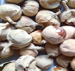 ਬਲੱਡ ਸ਼ੂਗਰ ਤੋਂ ਲੈ ਕੇ ਭਾਰ ਘਟਾਉਣ ਲਈ ਰਾਮਬਾਣ ਪਨੀਰ ਦੇ ਫੁੱਲ, ਜਾਣੋ ਇਸ ਦੇ ਹੋਰ ਫਾਇਦੇ