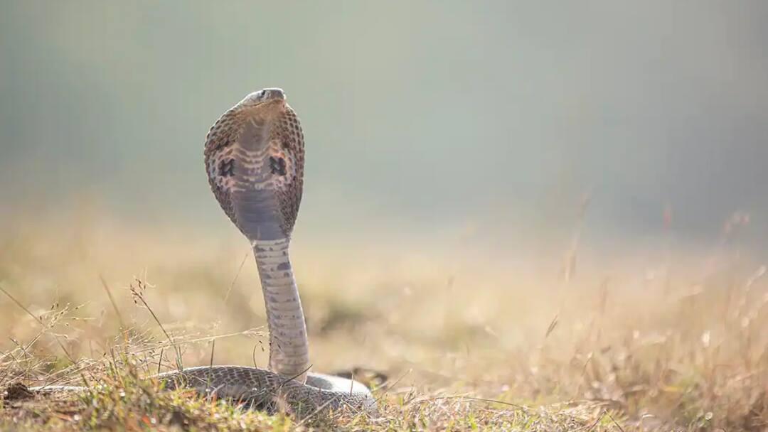 பரிதாபம்! திருமணத்திற்கு சில மணிநேரம் முன்பு கடித்த பாம்பு! பறிபோன மாப்பிள்ளை உயிர்!