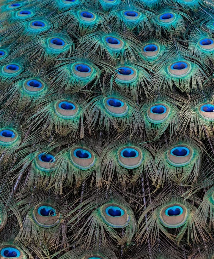 ઘરમાં મોરનું પીંછા રાખવું શુભ માનવામાં આવે છે. જ્યોતિષ શાસ્ત્ર અનુસાર જે ઘરમાં મોર પીંછા હોય છે તે ઘરમાં ભગવાન શ્રીકૃષ્ણની કૃપા રહે છે. આ સિવાય ઘરમાં મોર પીંછા રાખવાથી આર્થિક સ્થિતિ પણ મજબૂત બને છે. વાસ્તુશાસ્ત્ર અનુસાર, મોર પીંછાને ઘરમાં રાખવાથી તમારું ભાગ્ય મજબૂત બને છે અને ઘરમાં સકારાત્મકતા આવે છે, પરંતુ શું તમે જાણો છો કે મોરનું પીંછા ત્યારે જ તમારા જીવન પર શુભ અસર કરશે જ્યારે તમે તેને યોગ્ય દિશામાં રાખશો. આવો જાણીએ કઈ દિશામાં અને કઈ જગ્યાએ મોર પીંછા રાખવાથી બચવું જોઈએ.