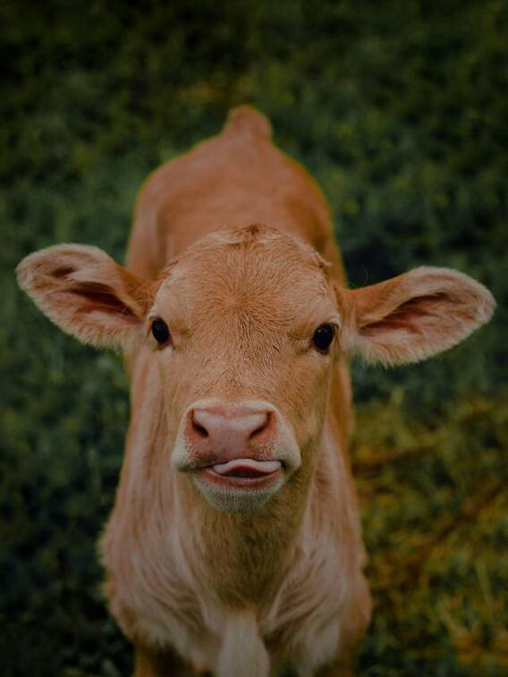 बाढ़ में कैसे बचाएं गाय-भैंसों की जान?